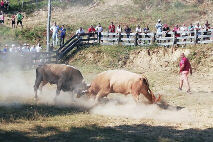 Tradicionalni festival nije prošao bezbolno: Šestoro povrijeđenih u trci sa bikovima