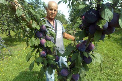 "DUŠA JE ŽIVA KAD JE DOBRO RODILA ŠLJIVA" Njemački penzioner duhovni mir pronašao u Grbavcima kod Gradiške