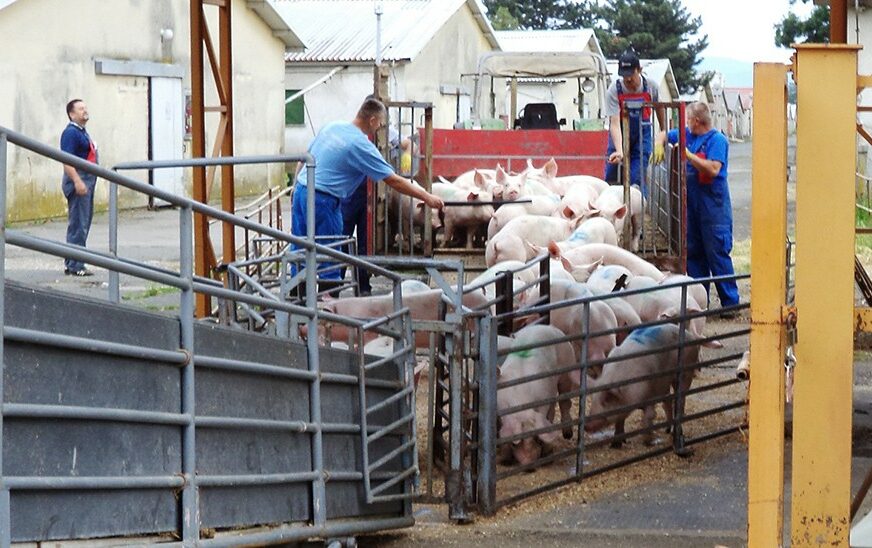 NI VAKCINE NI TERAPIJE Za opasnu zaraznu bolest svinja, koja hara Evropom, JEDINI LIJEK stroga kontrola granice