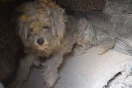 SREĆA ILI ŠESTO ČULO Pas preživio požar u Grčkoj u ozidanoj peći, spasioci mu dali ime po domaćem slatkišu (VIDEO)