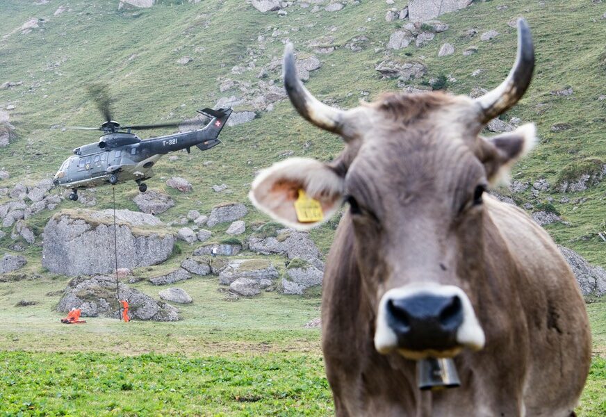 SUŠA U ŠVAJCARSKOJ Vojska helikopterima dostavlja vodu ŽEDNIM KRAVAMA (FOTO)