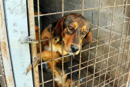 Na udomljavanje čeka oko 150 pasa: Odgovorno ponašanje rješava problem napuštenih životinja