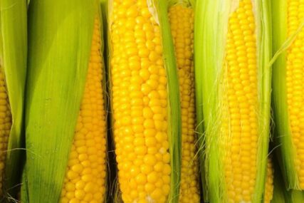 Zabranjen uvoz 1.000 kilograma kukuruza iz Srbije
