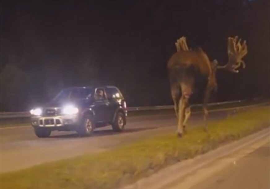 NEVJEROVATAN VIDEO Los snimljen na putu, ne možete povjerovati koliko je velik