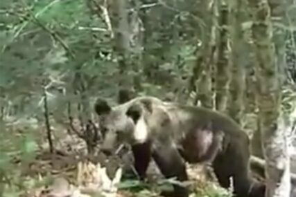 "Bio sam na svega nekoliko metara od njega" Fočak snimio bliski susret s medvjedom u Perućici (VIDEO)