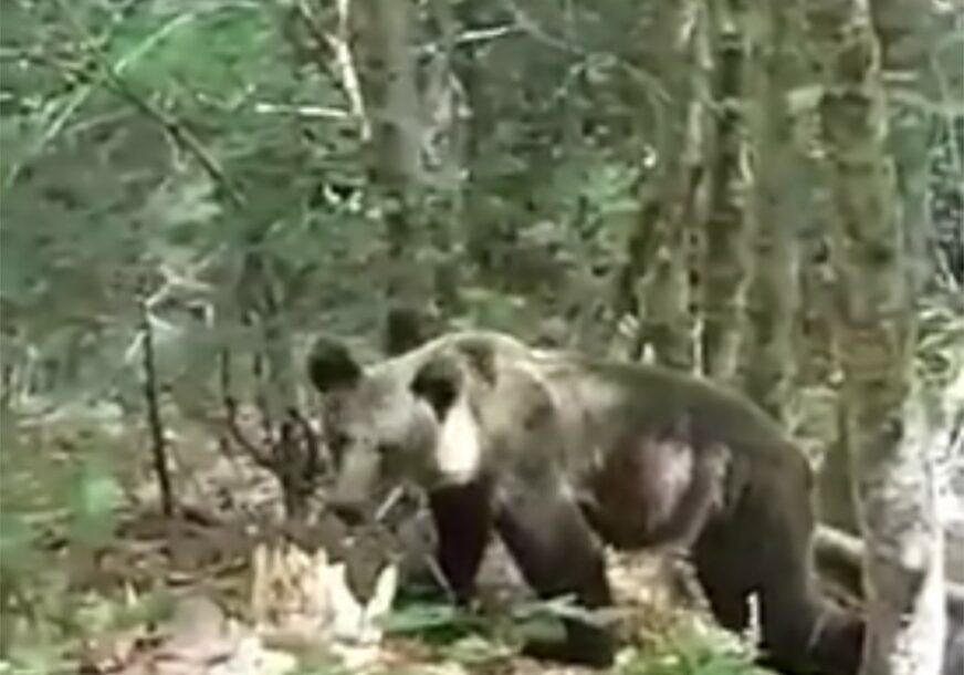 "Bio sam na svega nekoliko metara od njega" Fočak snimio bliski susret s medvjedom u Perućici (VIDEO)