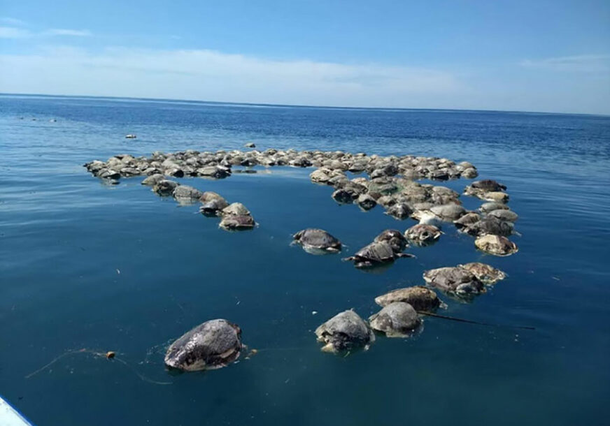 TUŽAN PRIZOR Ribari našli 300 mrtvih kornjača