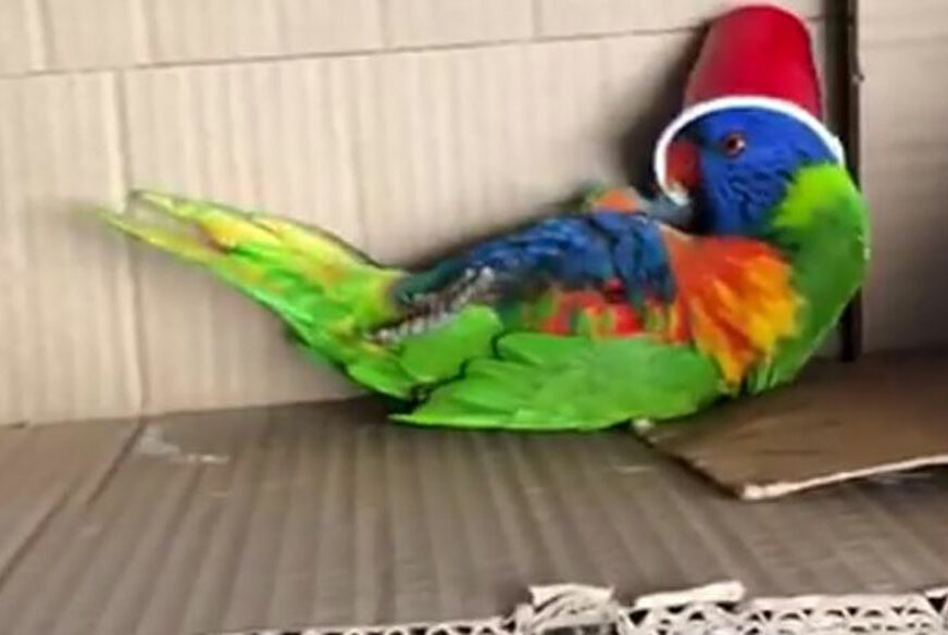 ŽIVOT S NJIM NIJE DOSADAN Pogledajte igru ovog papagaja (VIDEO)