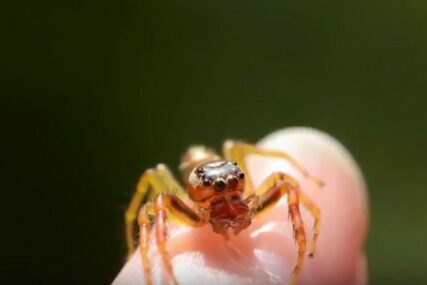 Ako se plašite paukova, postoji rješenje: Miris jedne aromatične biljke im toliko smeta, da se od nje ODMAH RAZBJEŽE