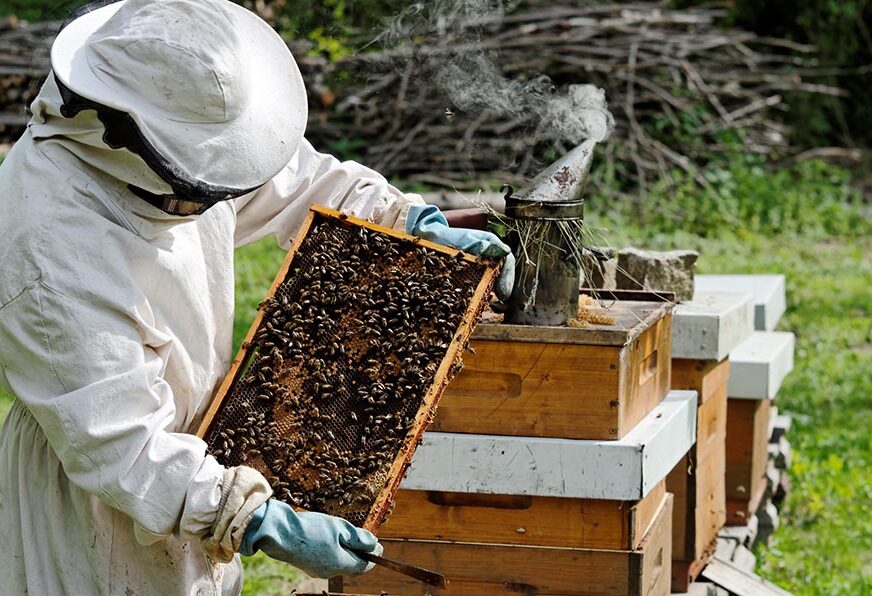Dobro medobranje u Hercegovini: Rekordna godina za pčelare