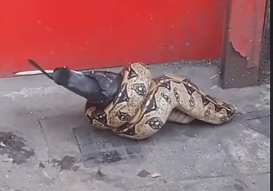 NEVIĐEN PRIZOR U sred Londona snimljen piton kako jede goluba (VIDEO)