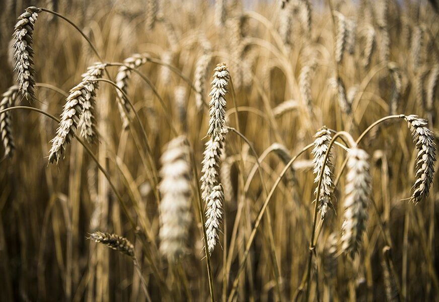CIJENE U ZALETU, POGLEDI UPRTI U NEBO Vreli talas uništio polja pšenice u Evropi