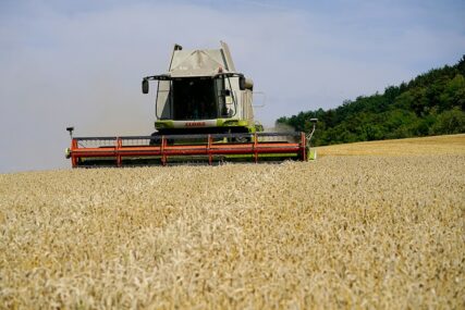 Žetva u Šamcu: Rod pšenice od 4,5 tona po hektaru