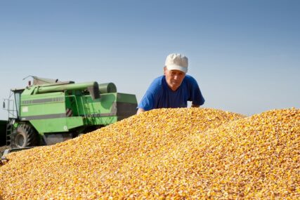 U Semberiji natprosječan rod kukuruza