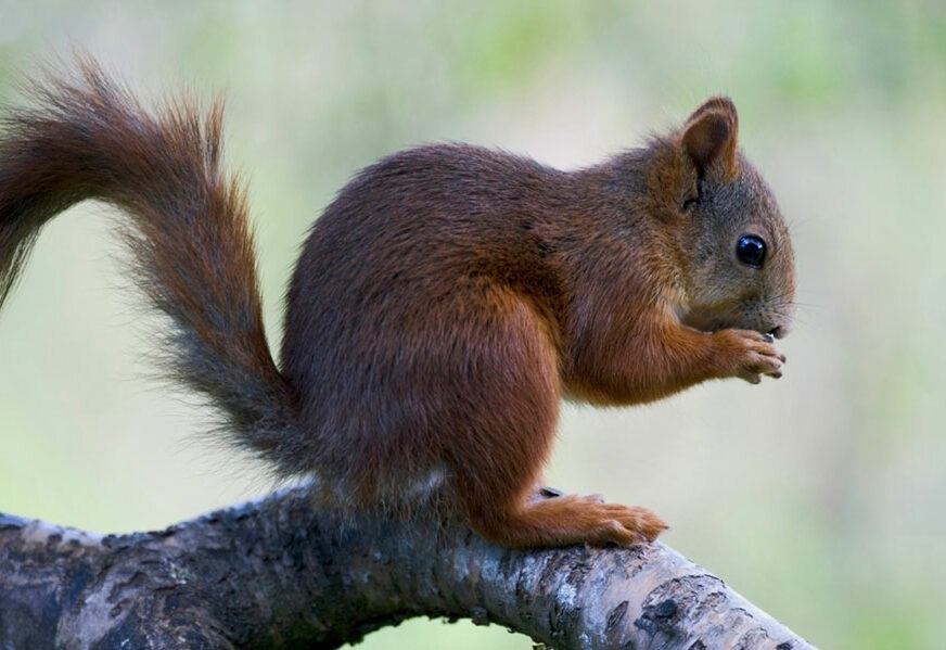 “NAPADAČ” PRIVEDEN KADA JE ZASPAO Policija spasila muškarca od mladunca VJEVERICE