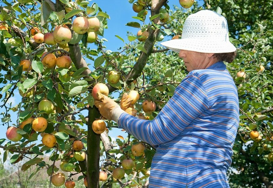 ŠLJIVA NAJDOMINANTNIJA U voćnjacima Srpske na berbu čeka 331.000 tona voća