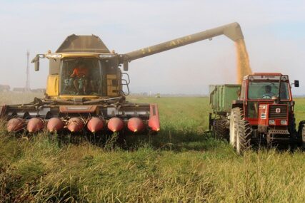 Poljoprivrednici zadovoljni rodom kukuruza: Kombajni uranili u žitna polja