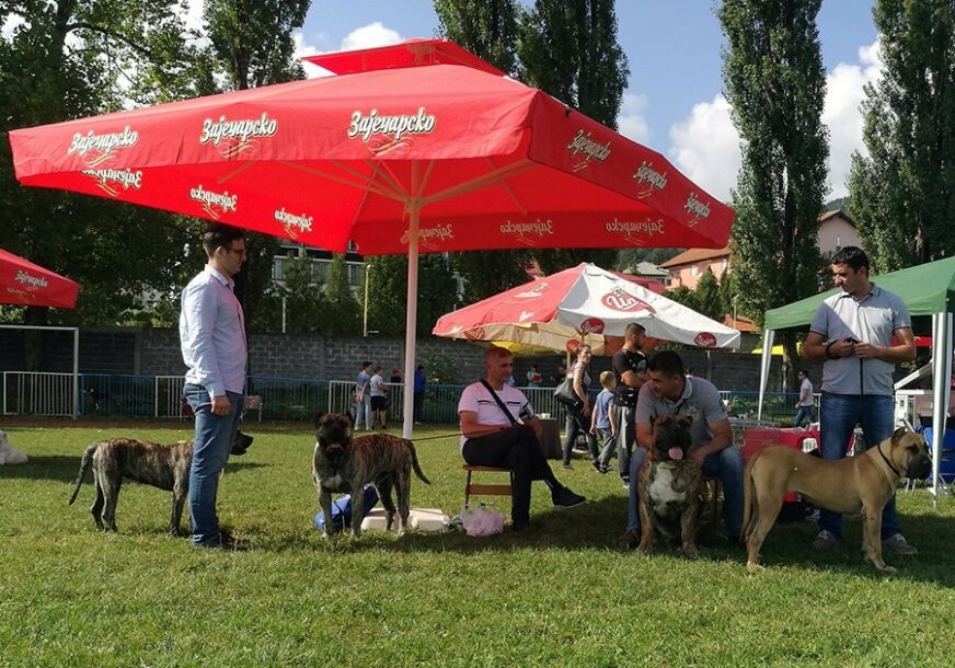 Na izložbi pasa u Vlasenici više od 100 ljubimaca