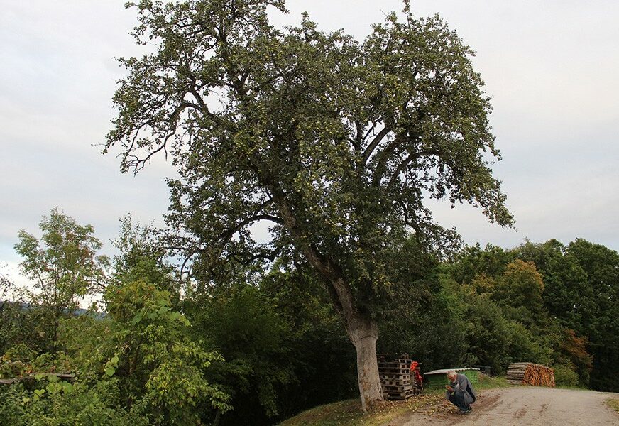 Svjedoci davne prošlosti u Potkozarju i Lijevču: Stara stabla prkose vremenu i ljudima