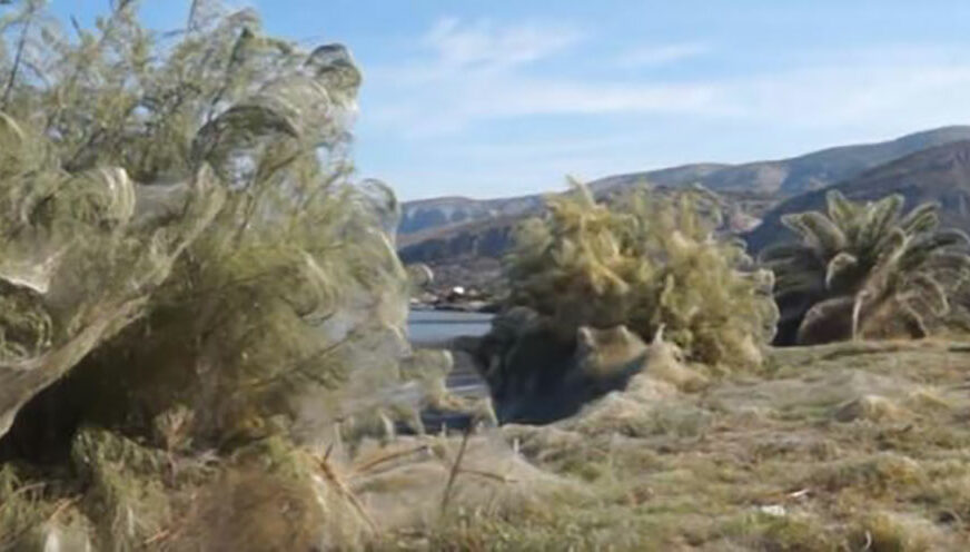 Do sada neviđen fenomen: Plažu u Grčkoj prekrila DŽINOVSKA PAUKOVA MREŽA (VIDEO)