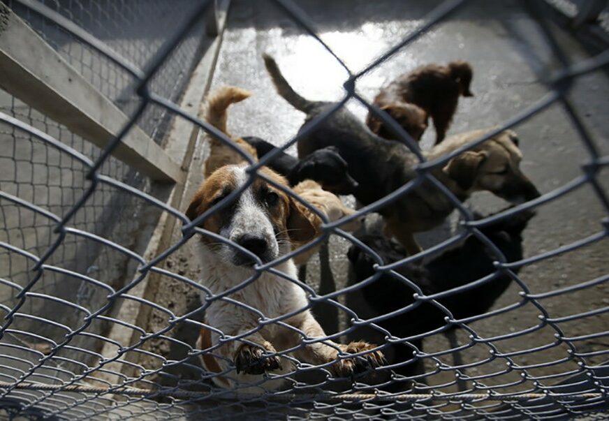 Prijedorčanki prijava zbog nelegalnog azila za pse