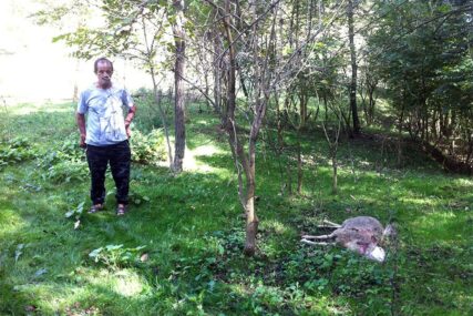 Zvornik: U selu Baljkovica psi lutalice zaklale pet ovaca