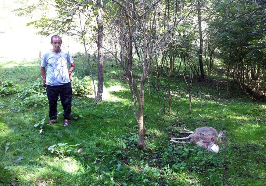 Zvornik: U selu Baljkovica psi lutalice zaklale pet ovaca