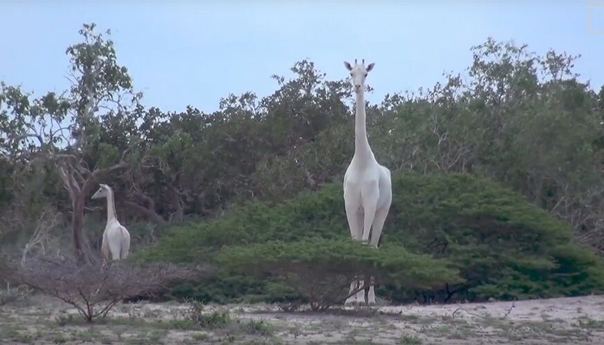 PRIZOR ZA PAMĆENJE Prvi put u istoriji snimljene bijele žirafe (VIDEO)