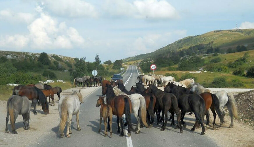 STRAVIČNO Divljem konju u Livnu odsječene zadnje noge i TO ZBOG KOBASICA (UZNEMIRUJUĆA FOTOGRAFIJA)