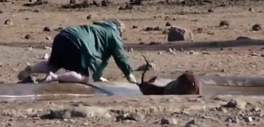 PLEMENITO I HRABRO Ovaj gest turiste iz Južne Afrike ostaviće vas bez teksta (VIDEO)