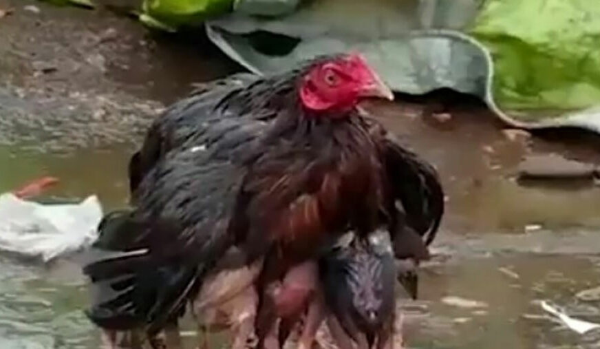 PRAVA MAJČINSKA LJUBAV Uprkos jakoj oluji ova kokoš je učinila sve da zaštiti svoje piliće (VIDEO)