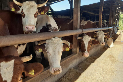 Ugljevik: Farma porodice Mitrović ima 160 muznih krava, podršku dobijaju i od opštine