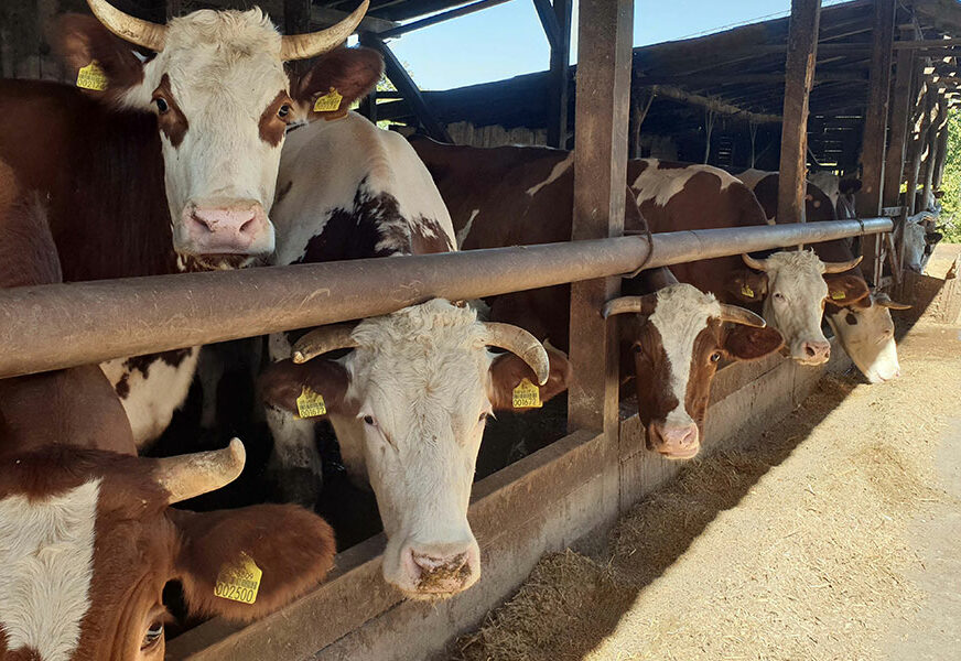 Ugljevik: Farma porodice Mitrović ima 160 muznih krava, podršku dobijaju i od opštine