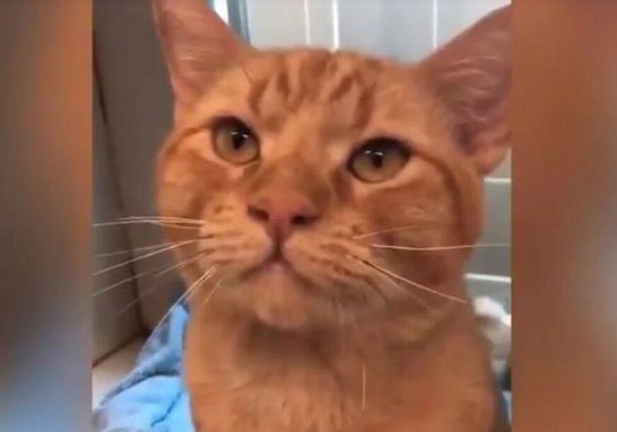 HIT NA INTERNETU Mačak Džered ispušta neobičan zvuk dok prede (VIDEO)  