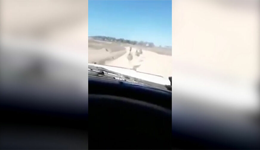 LJUDI ŠIROM SVIJETA ZGROŽENI Manijak kolima jurio da ubija ptice, brojao koliko ih je zgazio pa vikao: “OVO JE ODLIČNO” (VIDEO)