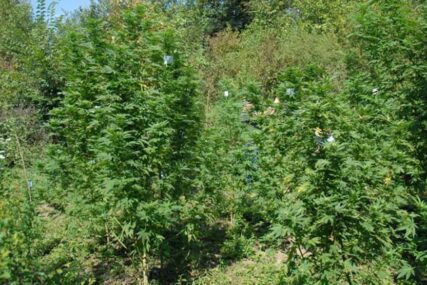 PALI DILERI Uhapšene dvije osobe, policija u šumi pronašla zasad marihuane visok TRI METRA