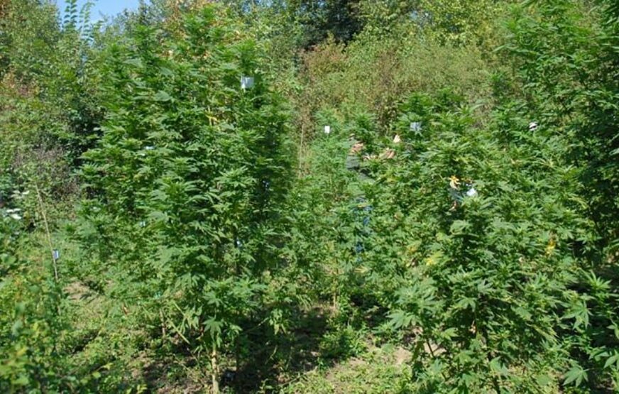 PALI DILERI Uhapšene dvije osobe, policija u šumi pronašla zasad marihuane visok TRI METRA