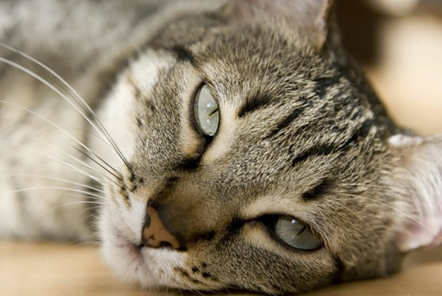 OVO VAM SE NEĆE DOPASTI Mačke mogu dovesti do šizofrenije?!