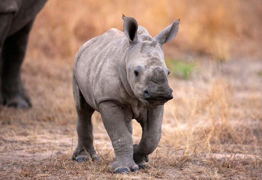 KAD NESTANE MLIJEKA SUZE LIJU Video mladunaca nosoroga koji plaču RAZNJEŽIO SVIJET