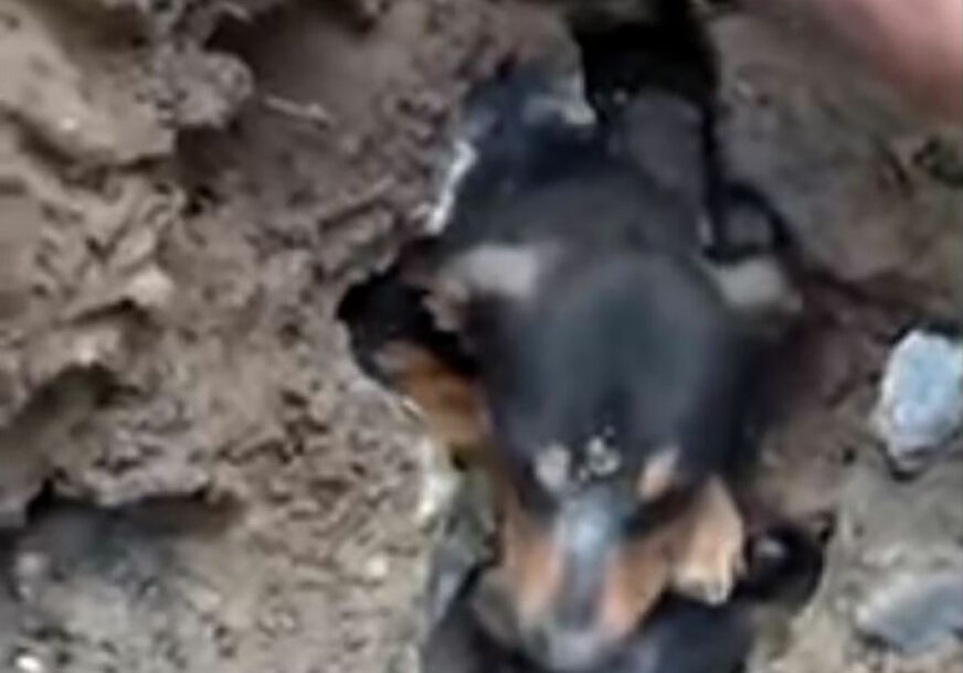 HEROJ BRAZILA Pas koji se zaglavio u odvodu bi UMRO da nije naišao ČOVJEK DOBROG SRCA (VIDEO)