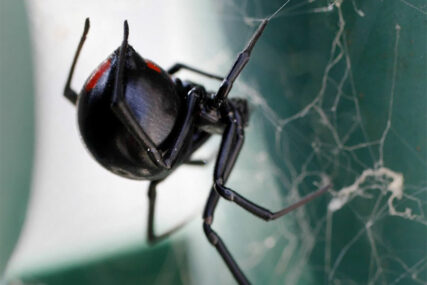 Važni za održavanje prirodne ravnoteže: Evo zašto naučnici upozoravaju da ne ubijate paukove u svojoj kući