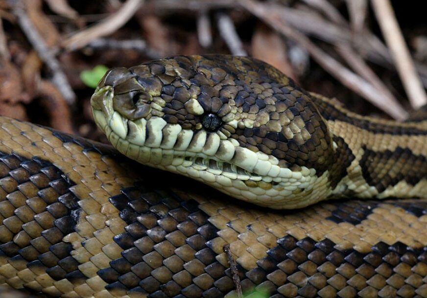 GRDOSIJA OD PITONA Pronašli su zmiju veću od jednospratnice koja je može da POJEDE JELENA (FOTO)