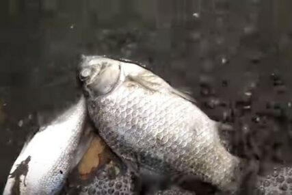 EKOLOŠKA INCIDENT Ruskom rijekom plutale desetine uginulih riba