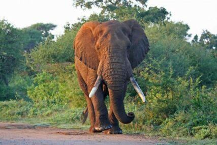 PRAVDA Slon ubio lovca na nosoroge, pa ga LAVOVI POJELI
