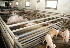Afrička kuga opet pali alarm: Približava se BiH zbog čega domaći uzgajivači traže od nadležnih da pooštre kontrole mesa