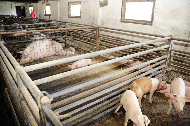 “POVOLJAN PERIOD ZA POLJOPRIVREDNE PROIZVOĐAČE” Otkupljeno oko 50 odsto svinja i 25 odsto junadi