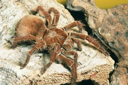 AUSTRIJI PRIJETI INVAZIJA TARANTULA U sve većem broju mogu se vidjeti na livadama i u vinogradima