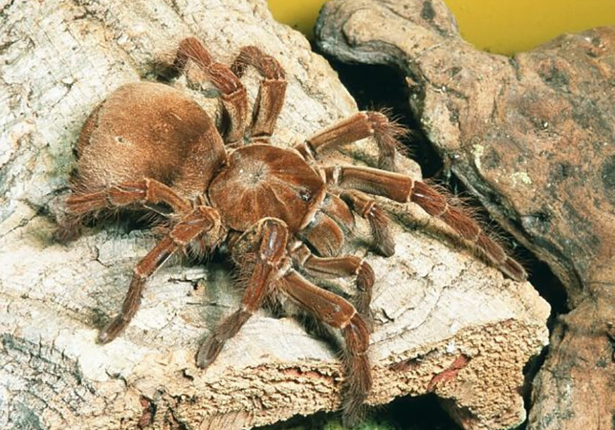 AUSTRIJI PRIJETI INVAZIJA TARANTULA U sve većem broju mogu se vidjeti na livadama i u vinogradima