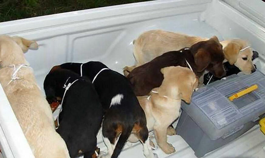 UŽAS Veterinar priznao da je krijumčario HEROIN U STOMACIMA KUČIĆA, nakon što izvade drogu ŽIVOTINJE UMRU
