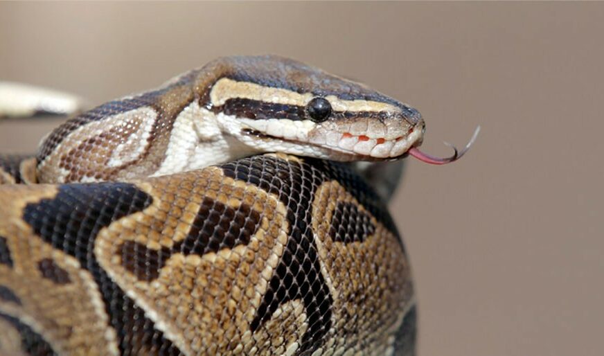 BAKA BRŽA OD KOBRE Opasnu zmiju ubila lopatom